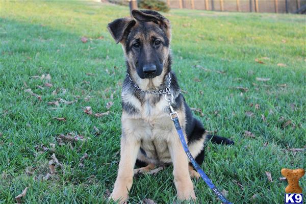 german shepherd puppies for sale in louisville ky black german shepherd puppy for sale in louisville kentucky breeds picture german shepherd puppies for sale in louisville ky black german shepherd puppy for sale in louisville kentucky breeds picture
