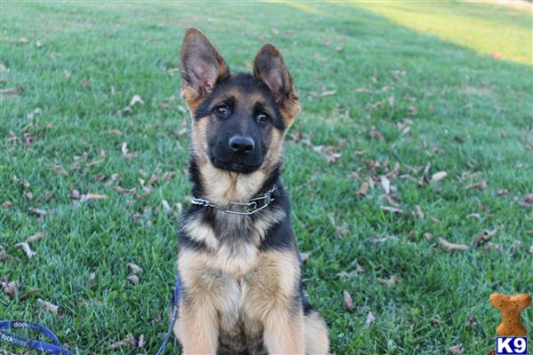 german shepherd puppies for sale in kentucky german shepherd puppies for sale in kentucky german shepherd puppies for sale in kentucky german shepherd puppies for sale in kentucky