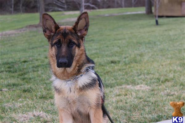 german shepherd puppy posted by cocoa47