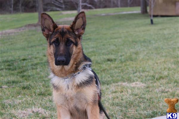 German Shepherd