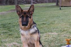 german shepherd puppy posted by cocoa47