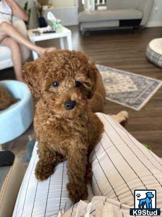 a poodle dog sitting on a couch