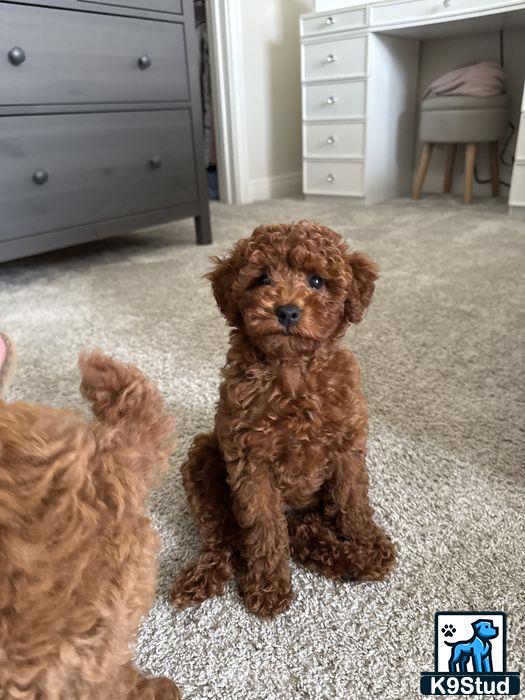 a poodle dog standing on carpet