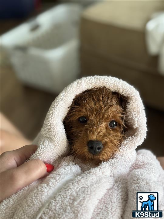 a person holding a poodle dog