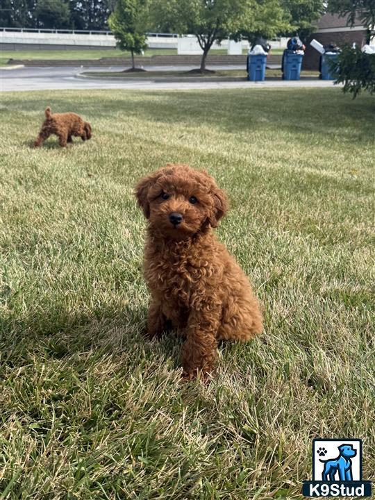 a poodle dog standing in a grassy area