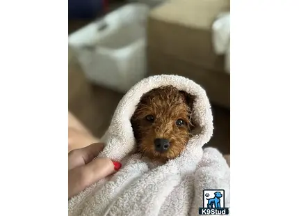 a person holding a poodle dog