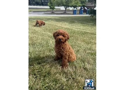 a poodle dog standing in a grassy area
