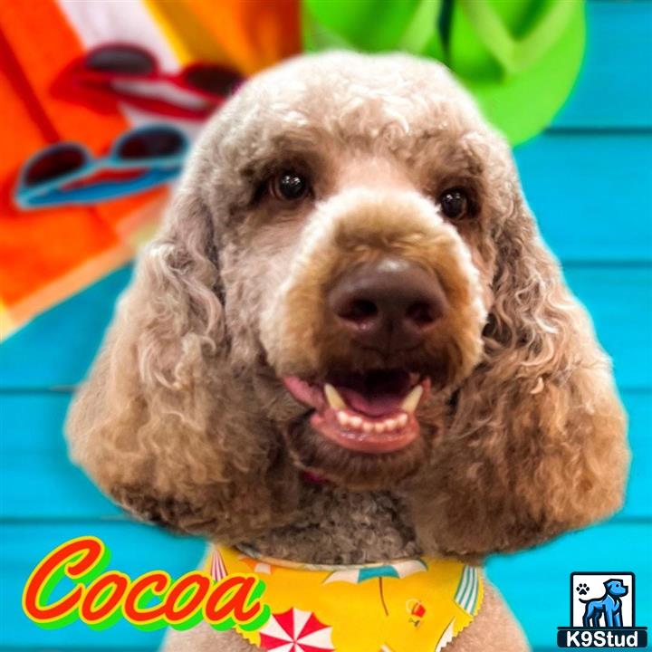 a poodle dog with a human face