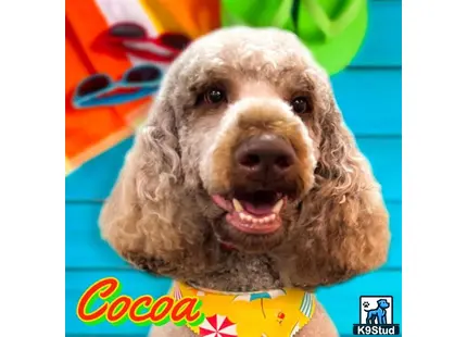 a poodle dog with a human face