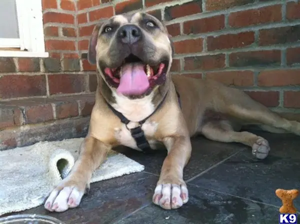 American Pit Bull female dog