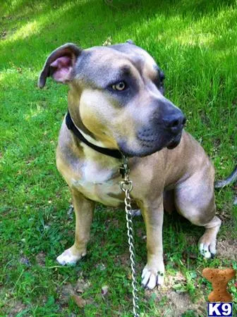 American Pit Bull female dog