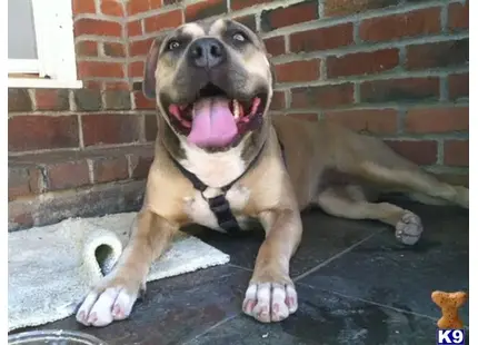 American Pit Bull