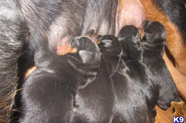 Rottweiler puppy for sale: a group of monkeys