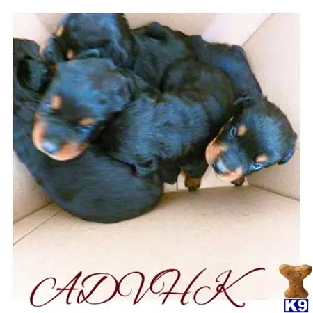 Rottweiler puppy for sale: a cat with blue hair