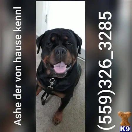 Rottweiler stud dog: a rottweiler dog with its tongue out