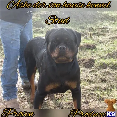 Rottweiler puppy for sale: a rottweiler dog standing on grass
