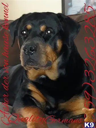 Rottweiler puppy for sale: a black rottweiler dog sitting on a red blanket