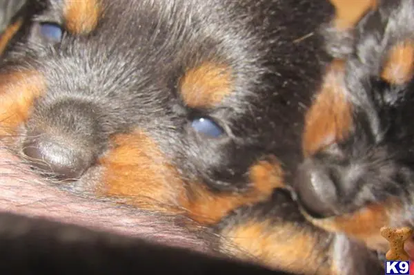 Rottweiler puppy for sale: a close up of a rottweiler dog