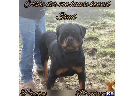 Rottweiler stud dog: a rottweiler dog standing on grass