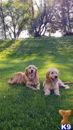 Goldendoodles stud dog