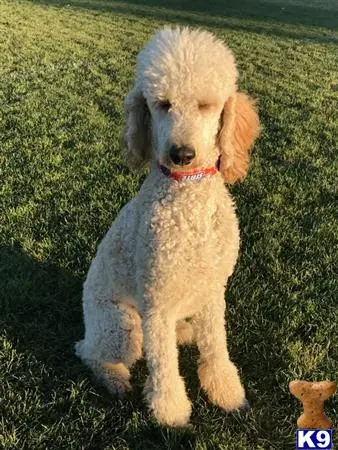 Goldendoodles stud dog