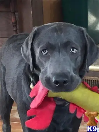 Labrador Retriever stud dog