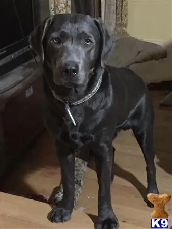 Labrador Retriever stud dog