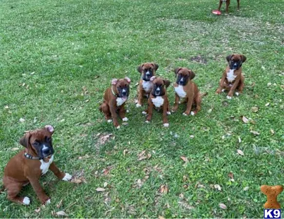 Boxer stud dog