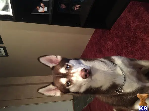 Siberian Husky