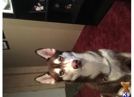 Siberian Husky