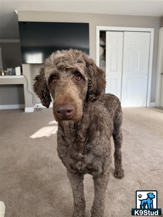 a labradoodle dog standing in a room