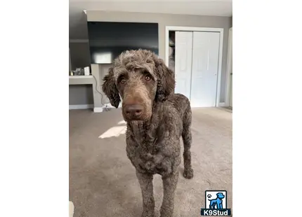 a labradoodle dog standing in a room