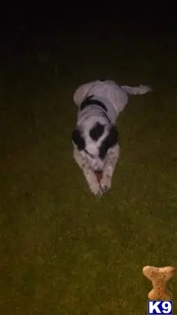 Great Pyrenees stud dog