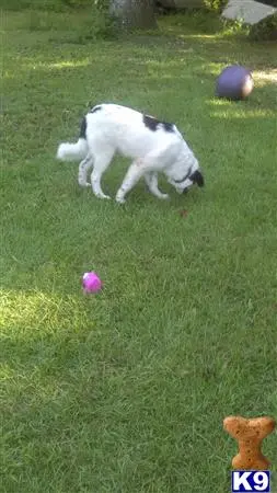 Great Pyrenees stud dog