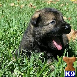german shepherd puppy posted by colest