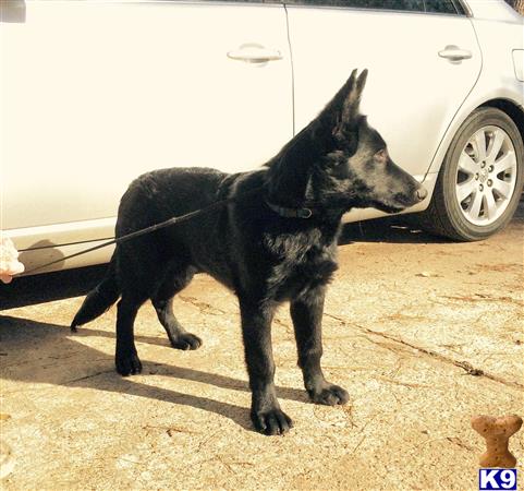 german shepherd puppy posted by colest