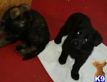 german shepherd puppy posted by colest