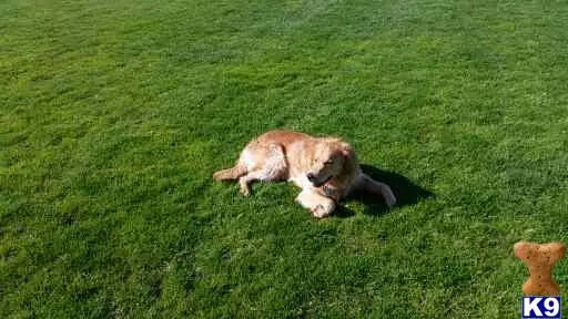Golden Retriever stud dog