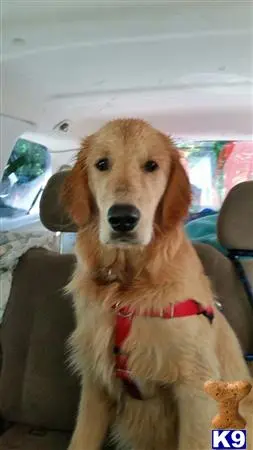 Golden Retriever stud dog