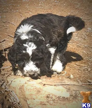 Aussiedoodle