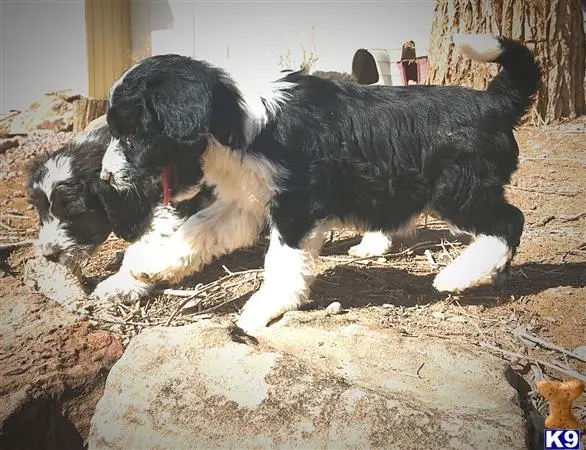 Aussiedoodle puppy for sale