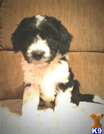 Aussiedoodle puppy for sale