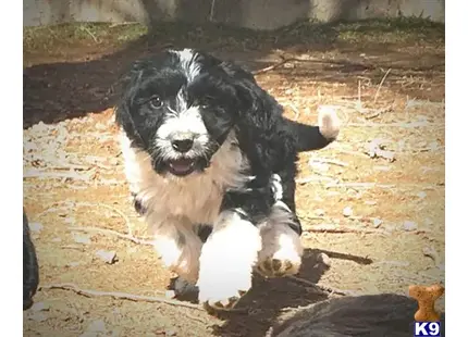 Aussiedoodle