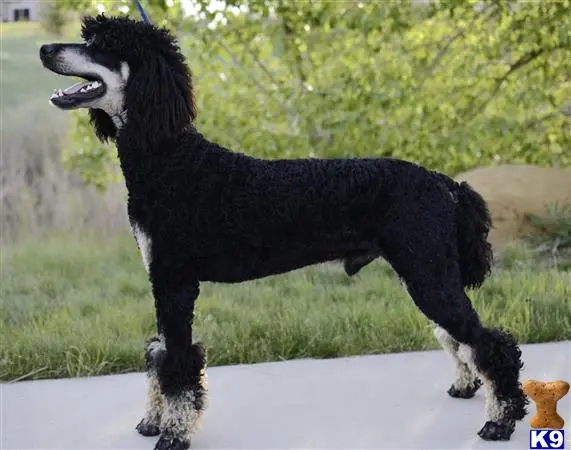 Poodle stud dog