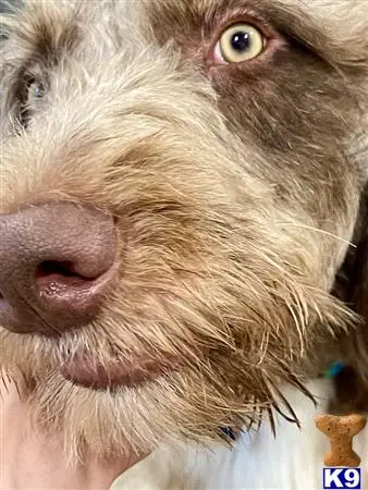 Aussiedoodle stud dog