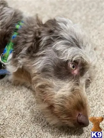 Aussiedoodle stud dog