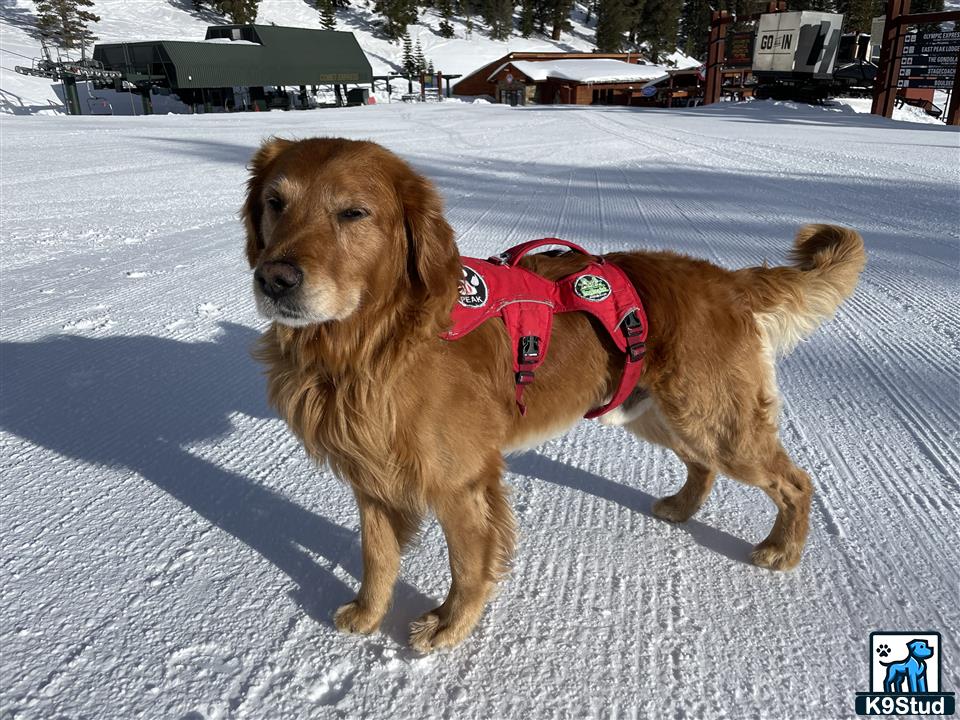 a golden retriever dog wearing a harness