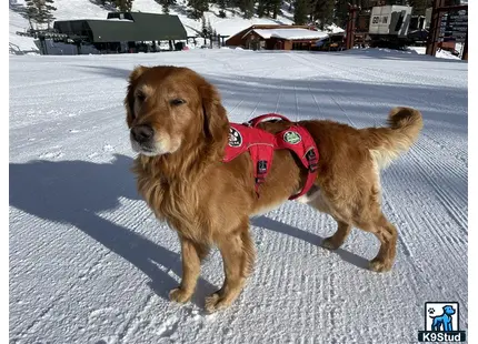 a golden retriever dog wearing a harness