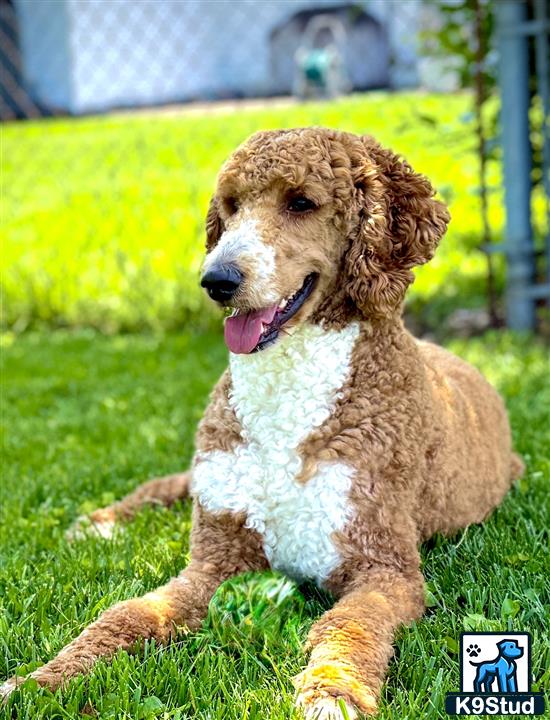 a poodle dog lying on grass