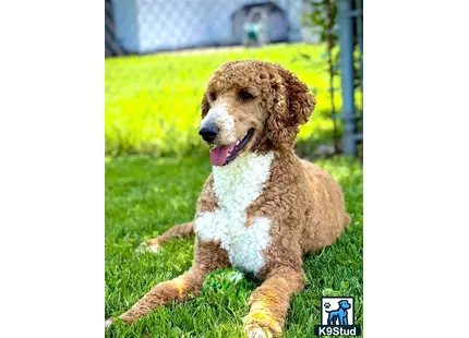 a poodle dog lying on grass